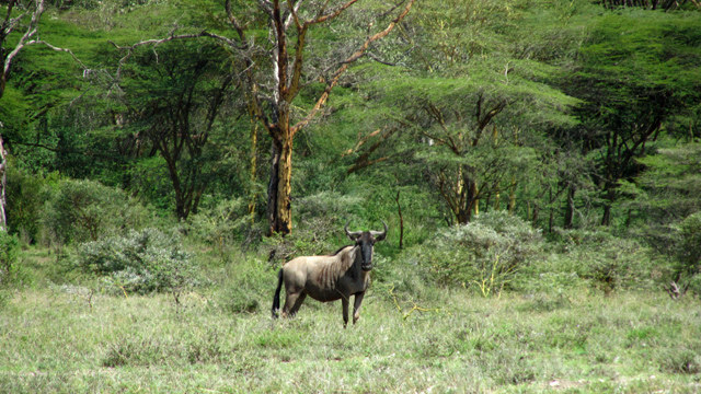 Nairobi National Park Nairobi Attractions