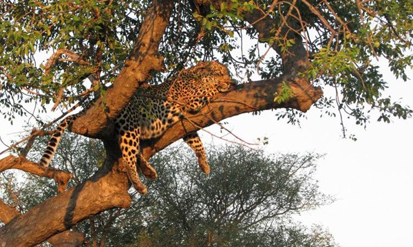 Timbavati Wildlife Reserve in South Africa