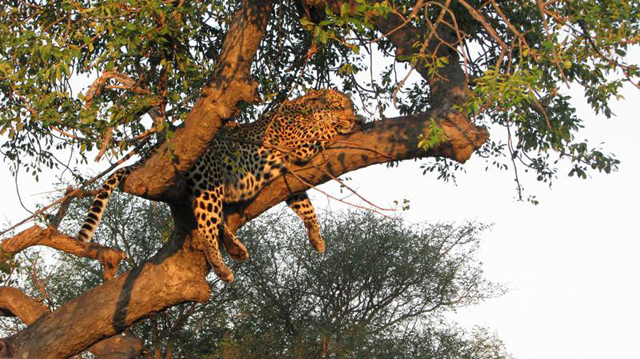 Timbavati Wildlife Reserve in South Africa Timbavati Wildlife Reserve in South Africa