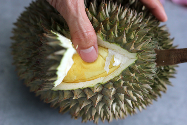 Press testing a kanyao (long stem) durian in Bangkok. Press testing a kanyao (long stem) durian in Bangkok.