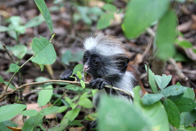 Red colobus monkey in the Jozani Forest Red colobus monkey in the Jozani Forest