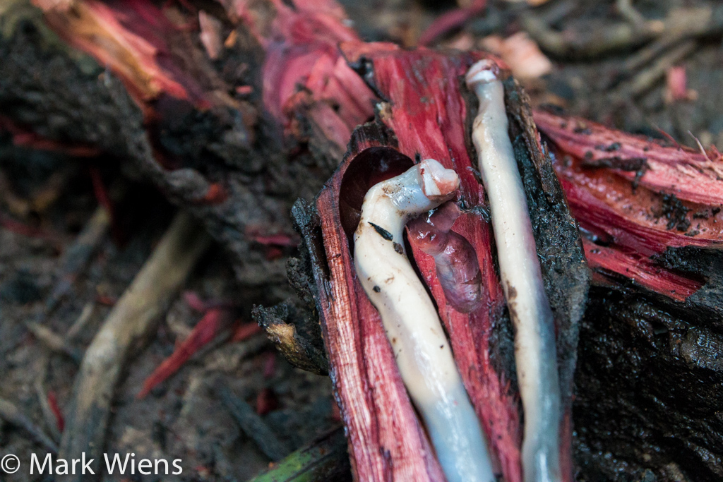 เพรียงทะเล